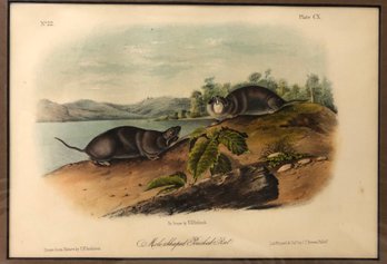 'Mole Shaped Pouched Rat' J.J. Audubon Lithograph, Printed & Colored By J.T. Bowen, Phil. - #S6-3