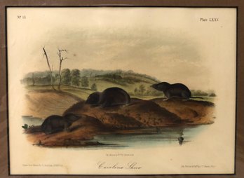 'Carolina Shrew' J.J. Audubon Lithograph, Printed & Colored By J.T. Bowen, Philadelphia  - #S12-3