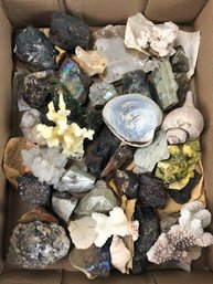 Collection Of Rocks, Minerals & Seashells - #S2-3