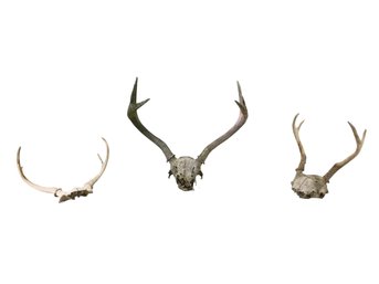 Whitetail Deer 4 & 6-Point Antler Mounts, Set Of 3 - #S7-2