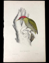 John Gould Scaly-Bellied Woodpecker Color Lithograph, Printed By C. Hullmandel - #S28-2R