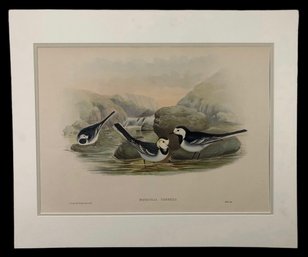 John Gould & H.C. Richter Pied Wagtail Hand Colored Lithograph - #S28-2R