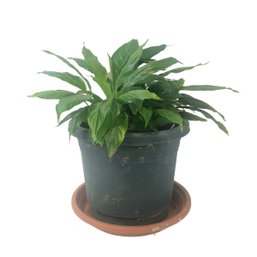 Genuine Live Potted Peace Lily Plant - #W1