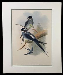 John Gould & H.C. Richter Bearded Tree Swift Hand Colored Lithograph - #S27-3L