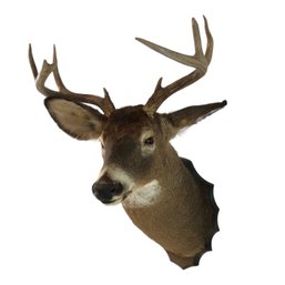 Taxidermy 9-Point Whitetail Deer Mount - #FW