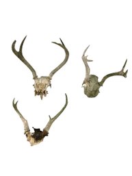 Whitetail Deer 4, 5 & 6-Point Antler Mounts, Set Of 3 - #S3-4