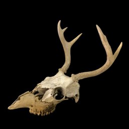 Taxidermy Whitetail Deer Skull With 6-Point Antlers - #S14-2