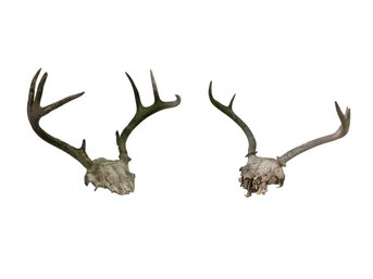 Whitetail Deer 8-Point & 5-Point Antler Mounts, Set Of 2 - #S4-3