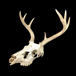 Taxidermy Whitetail Deer Skull With 7-Point Antlers - #S7-2