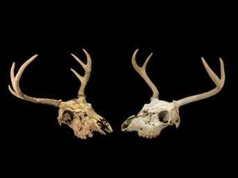 Taxidermy Whitetail Deer Skull & Antlers, 4-Point & 6-Point - #S6-3