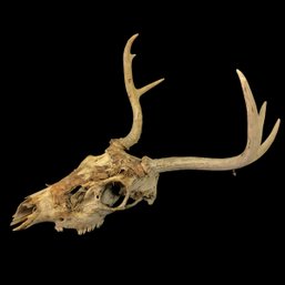 Taxidermy Whitetail Deer Skull With 6-Point Antlers - #S12-1