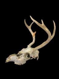 Taxidermy Whitetail Deer Skull With 7-Point Antlers - #S12-1