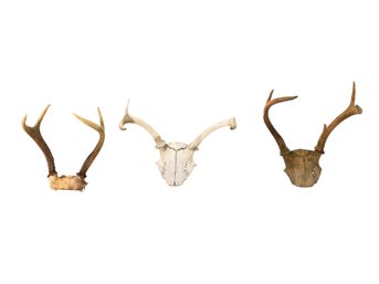 Whitetail Deer 4-Point Antler Mounts, Set Of 3 - #S12-4