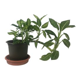 Genuine Live Potted Dieffenbachia Reflector Plant - #W1