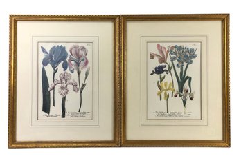 Botanical Iris Offset Lithographs By Johann Weinmann, Framed - #A2