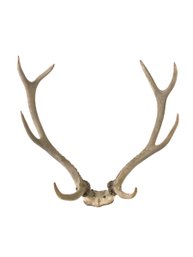 Whitetail Deer 8-Point Deer Antler Mount - #S6-2