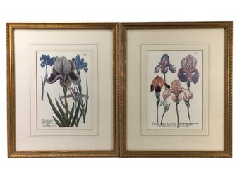 Botanical Iris Offset Lithographs By Johann Weinmann, Framed - #A4