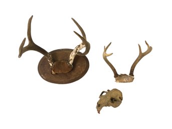 Taxidermy Whitetail Deer 6-Point Antler Mounts & Beaver Skull - #S8-1