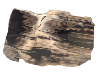 Polished Petrified Wood Specimen - #FS-5