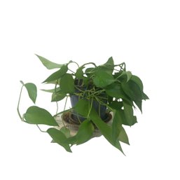 Genuine Live Philodendron Potted Plant - #W1