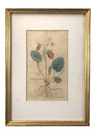 Antique Hand Colored Engraving, 'Curtis Plate 63,' By W. Curtis Botanic Garden - #RBW-W