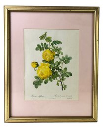 Rosa Sulfurea Botanical Art Print By Pierre-Joseph Redoute - #A2