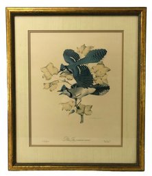 Blue Jay Framed Art Print - #A11