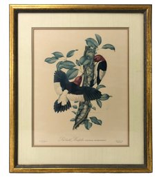 Red-Headed Woodpecker Framed Art Print By Foote & Davies, Inc. - #A11