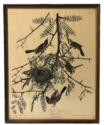 Orchard Oriole Framed Art Print By John J. Audubon - #A9