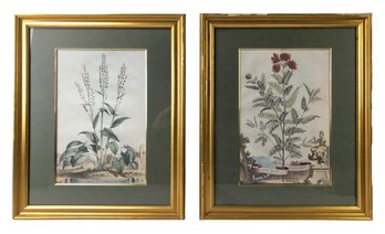 Vintage Botanical Framed Art Prints By Brentwood Designs - #A8