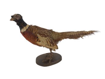 Vintage Mounted Taxidermy Ring Necked Pheasant With Glass Eyes - #W1