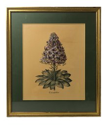 Framed Hand Colored Botanical Print - #A11