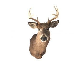 Taxidermy Whitetail Deer Head - #AR2