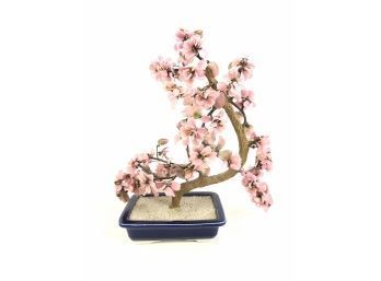 Japanese Cherry Blossom Jade Tree - #BS