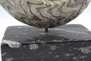 Beautiful Fossilized Goniatite Ammonite Nautilus Shell On Marble Stand