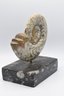 Beautiful Fossilized Goniatite Ammonite Nautilus Shell On Marble Stand