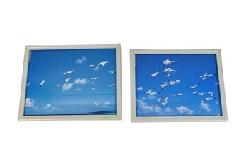 Pair Of Framed Wildlife Photos ' Flock Of Turns'