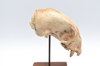 Animal Skull On Stand With Wood Base Signed On Underside Of Skull