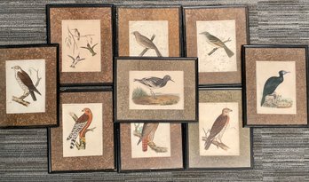 Antique Ornithological Book Plates (CTF10)