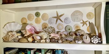 Sea Shell Collection (CTF20)
