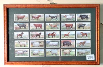 British Cigarette Cards, Livestock (CTF10)