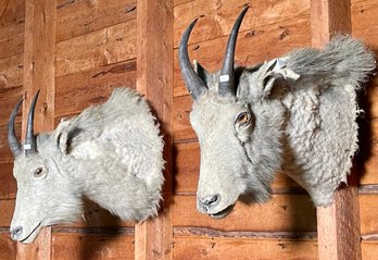 Two Vintage Mountain Goat Taxidermy (CTF30)
