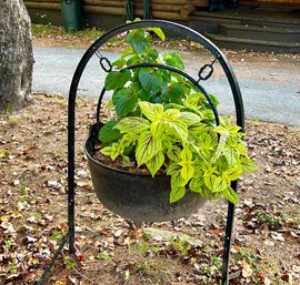 Iron Cauldron Planter (local Pick Up Only)