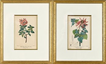 Pr. Vintage Botanical Prints (CTF10)