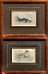 Two Engravings By W.H. Lizars (Edinburgh), Whale And Seal (CTF20)