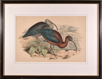 Vintage Gould And Richter Lithograph, Birds (CTF10)