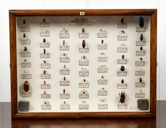 Vintage Display Case With Beetles (CTF10)