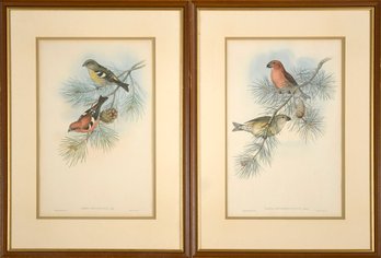 Two Vintage Gould & Richter Hand Colored Ornithological Lithographs, Crossbills (CTF20)