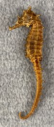 2.75' Antique Dried Seahorse - Real Dried Aquatic Animal