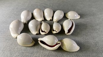 Paintable Cowrie Shells LARGE 14oz Decor Or Art Mini Conch